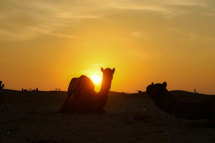The Ultimate Jaisalmer Desert Guide: Safaris & Camping